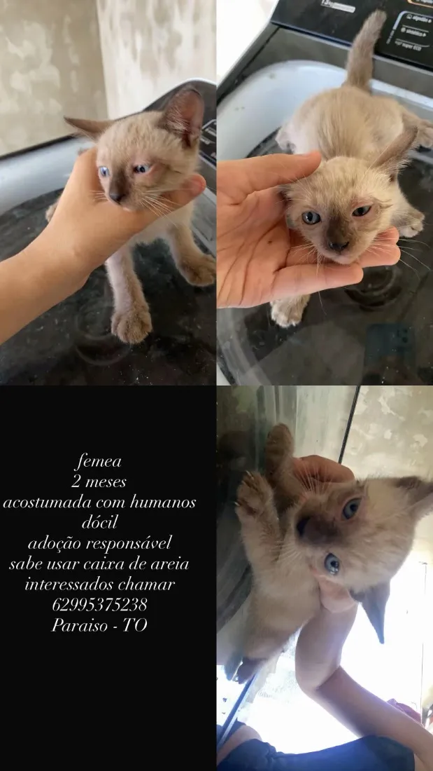 Gato raça SRD-ViraLata idade 2 a 6 meses nome nevasca