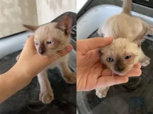 Gato raça SRD-ViraLata idade 2 a 6 meses nome nevasca