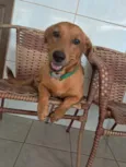 Trovão