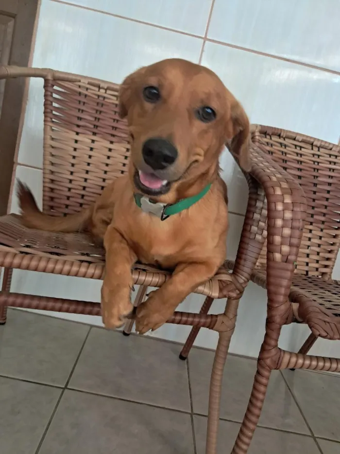 Cachorro raça SRD-ViraLata idade 2 anos nome Trovão
