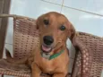 Trovão