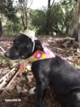 MAYA