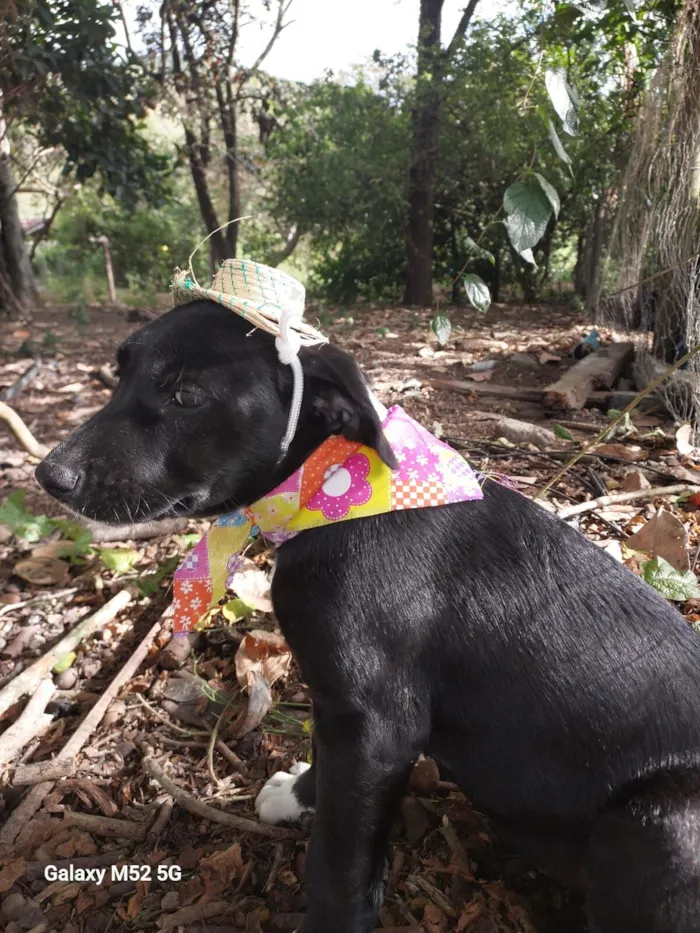 Cachorro raça SRD-ViraLata idade Abaixo de 2 meses nome MAYA
