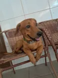 Trovão