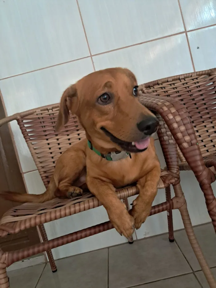 Cachorro raça SRD-ViraLata idade 2 anos nome Trovão
