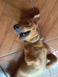 Trovão