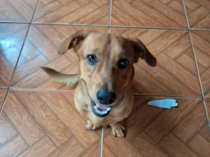 Cachorro raça SRD-ViraLata idade 2 anos nome Trovão