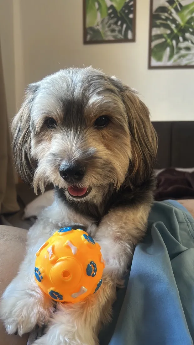 Cachorro raça SRD-ViraLata idade 2 anos nome Snike