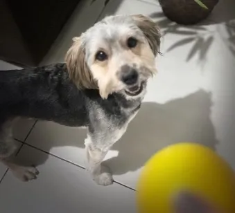 Cachorro raça SRD-ViraLata idade 2 anos nome Snike