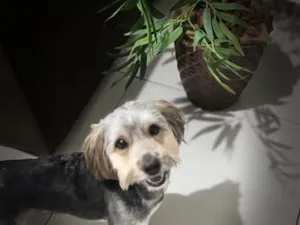 Cachorro raça SRD-ViraLata idade 2 anos nome Snike