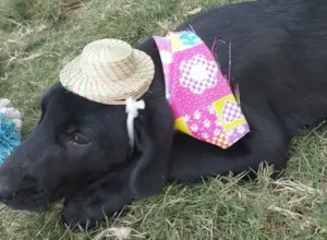 Cachorro raça SRD-ViraLata idade Abaixo de 2 meses nome LADY
