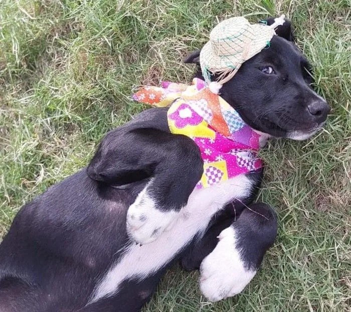 Cachorro raça SRD-ViraLata idade Abaixo de 2 meses nome MAYA