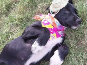 Cachorro raça SRD-ViraLata idade Abaixo de 2 meses nome MAYA