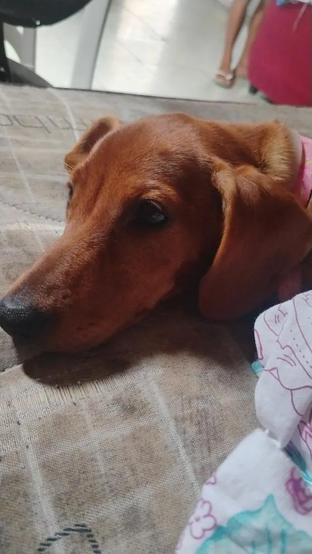 Cachorro raça Basset-Cofap idade 7 a 11 meses nome Luna