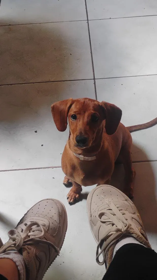 Cachorro raça Basset-Cofap idade 7 a 11 meses nome Luna