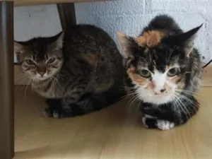Gato raça SRD-ViraLata idade 1 ano nome nala e lua