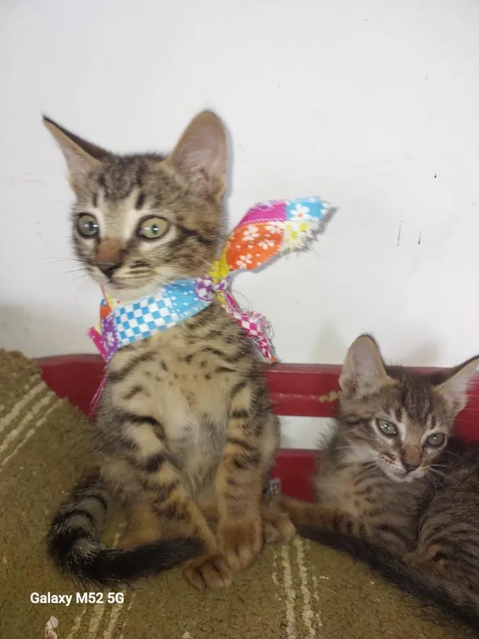 Gato raça SRD-ViraLata idade 2 a 6 meses nome TIGRESA