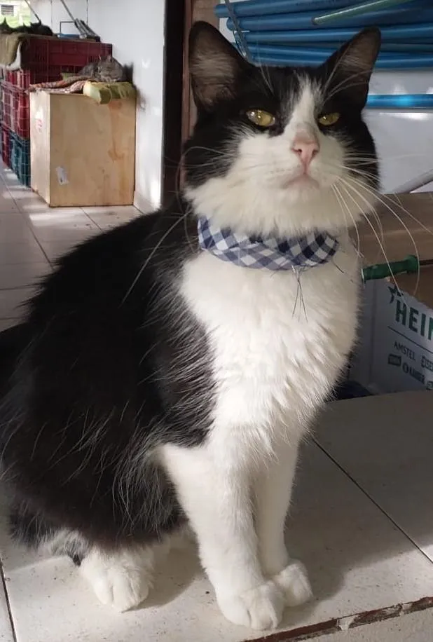 Gato raça SRD-ViraLata idade 1 ano nome PIRULITO CASTRADO