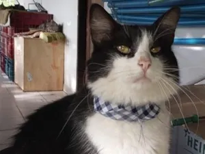 Gato raça SRD-ViraLata idade 1 ano nome PIRULITO CASTRADO