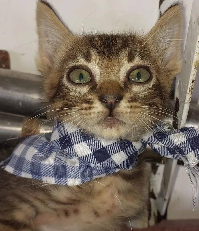 Gato raça SRD-ViraLata idade 2 a 6 meses nome PITUQUINHO