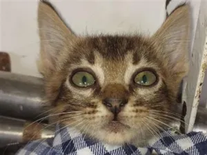 Gato raça SRD-ViraLata idade 2 a 6 meses nome PITUQUINHO