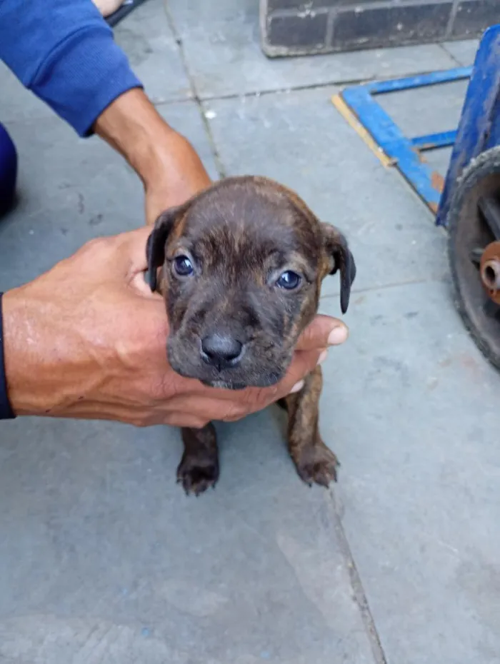 Cachorro raça Pit-Bull idade 2 a 6 meses nome kyra