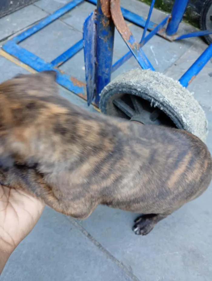 Cachorro raça Pit-Bull idade 2 a 6 meses nome kyra