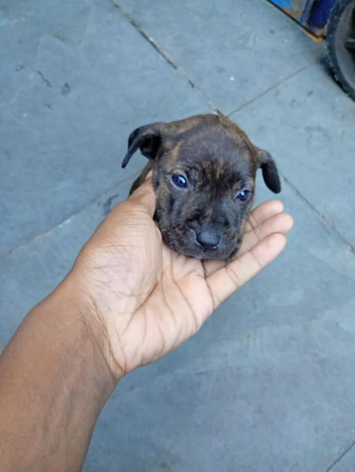 Cachorro raça Pit-Bull idade 2 a 6 meses nome kyra