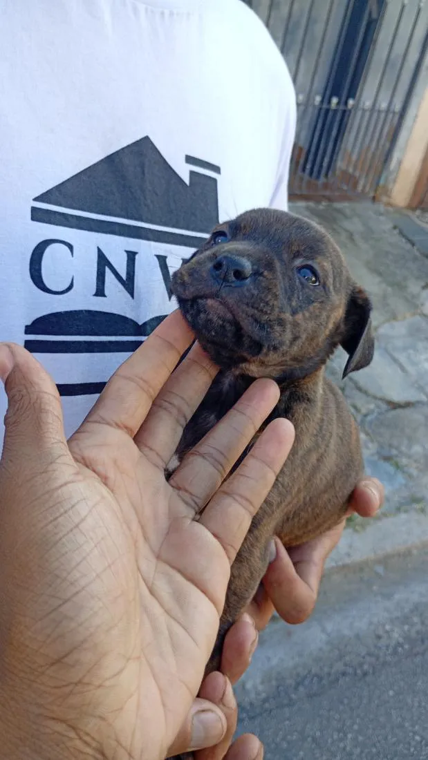 Cachorro raça Pit-Bull idade 2 a 6 meses nome kyra