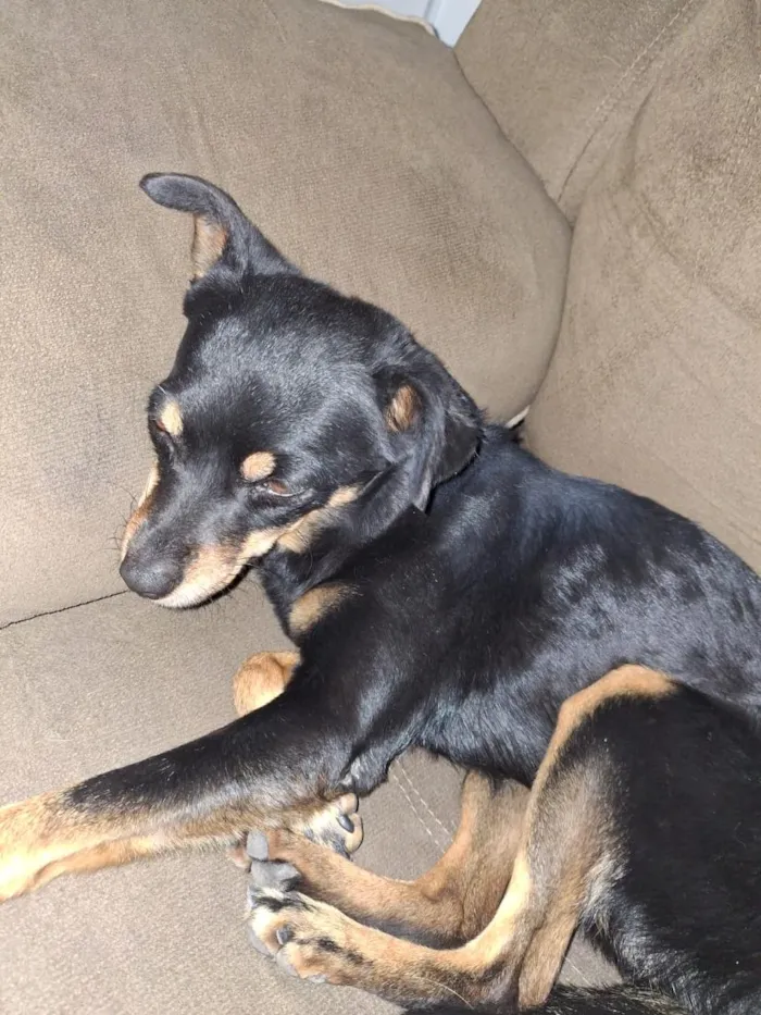 Cachorro raça SRD-ViraLata idade 4 anos nome Luna e sol