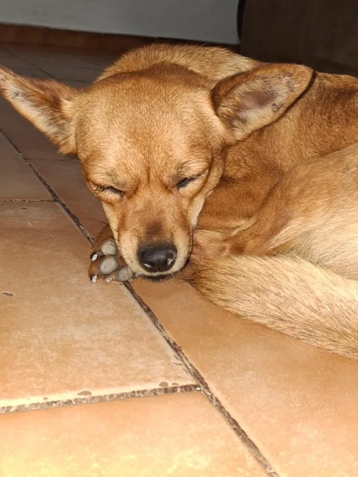 Cachorro raça SRD-ViraLata idade 4 anos nome Luna e sol