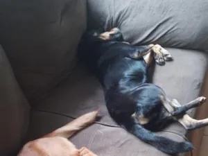 Cachorro raça SRD-ViraLata idade 4 anos nome Luna e sol