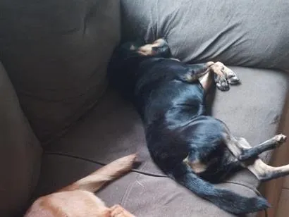 Cachorro raça SRD-ViraLata idade 4 anos nome Luna e sol