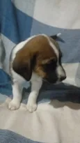 caramelada e pretinho