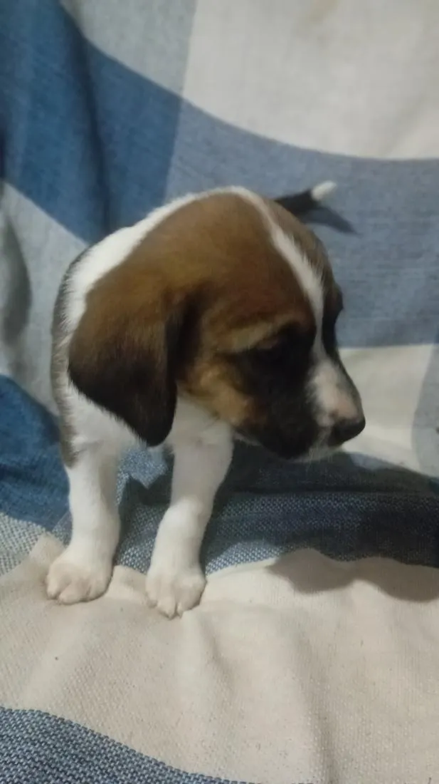 Cachorro raça SRD-ViraLata idade Abaixo de 2 meses nome caramelada e pretinho