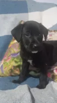 caramelada e pretinho