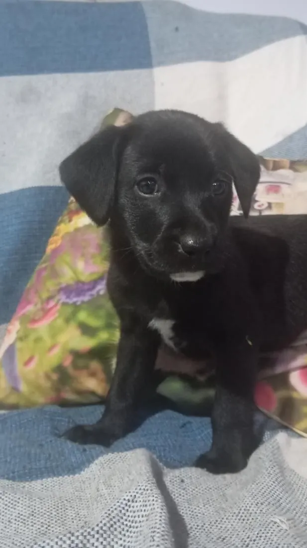 Cachorro raça SRD-ViraLata idade Abaixo de 2 meses nome caramelada e pretinho