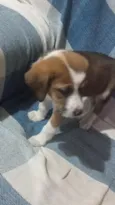 caramelada e pretinho