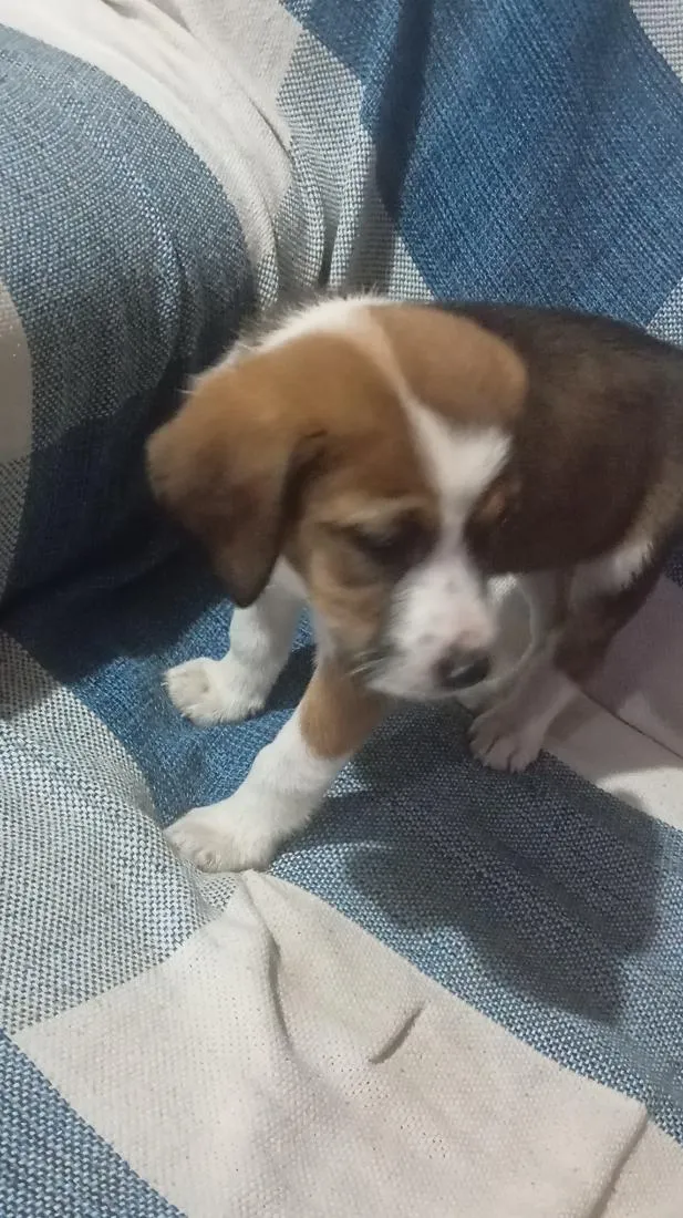 Cachorro raça SRD-ViraLata idade Abaixo de 2 meses nome caramelada e pretinho