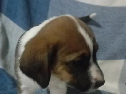 Cachorro raça SRD-ViraLata idade Abaixo de 2 meses nome caramelada e pretinho