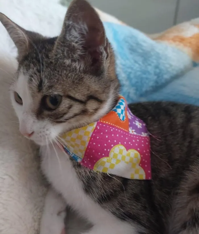 Gato raça SRD-ViraLata idade 2 a 6 meses nome MAGALY