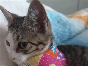 Gato raça SRD-ViraLata idade 2 a 6 meses nome MAGALY