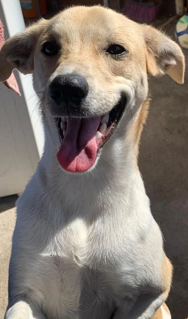 Cachorro raça SRD-ViraLata idade 3 anos nome luke