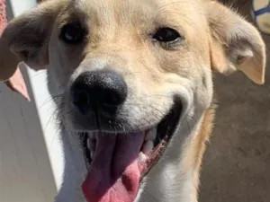Cachorro raça SRD-ViraLata idade 3 anos nome luke