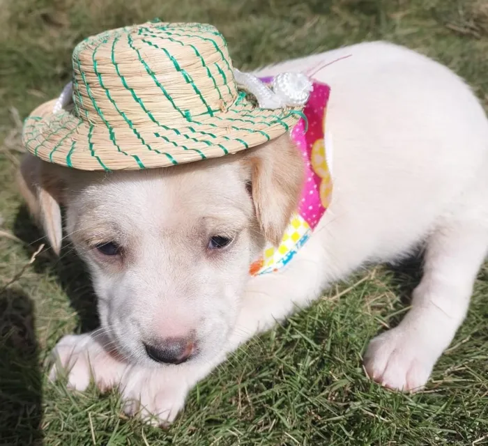 Cachorro raça SRD-ViraLata idade 2 a 6 meses nome JUJUBA