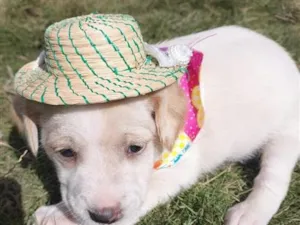 Cachorro raça SRD-ViraLata idade 2 a 6 meses nome JUJUBA