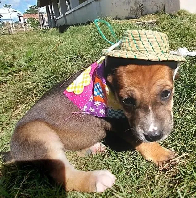 Cachorro raça SRD-ViraLata idade Abaixo de 2 meses nome BELLA