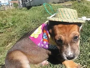 Cachorro raça SRD-ViraLata idade Abaixo de 2 meses nome BELLA