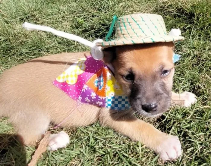 Cachorro raça SRD-ViraLata idade Abaixo de 2 meses nome PAÇOCA