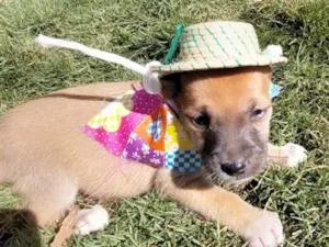 Cachorro raça SRD-ViraLata idade Abaixo de 2 meses nome PAÇOCA